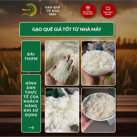 Gạo Phúc Cư | 40KG Gạo Quê Đài Thơm Vụ Mới Xát Mộc (LOẠI NGON) Hạt Dài Cơm Mềm Thơm Ngon