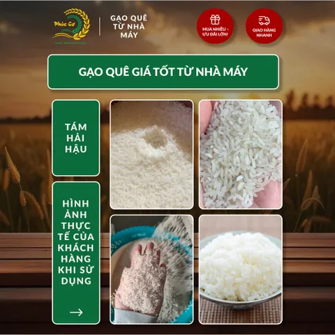 Gạo Phúc Cư | 20KG Gạo Quê Tám Hải Hậu Vụ Mới Xát Mộc (LOẠI NGON) Hạt Dài Cơm Mềm Thơm Ngon