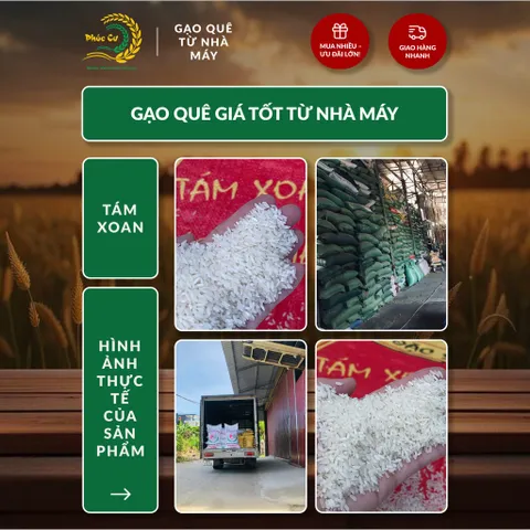 Gạo Phúc Cư | 50KG Gạo Quê Tám Xoan Vụ Mới Xát Mộc (LOẠI NGON) Hạt Dài Cơm Mềm Thơm Ngon