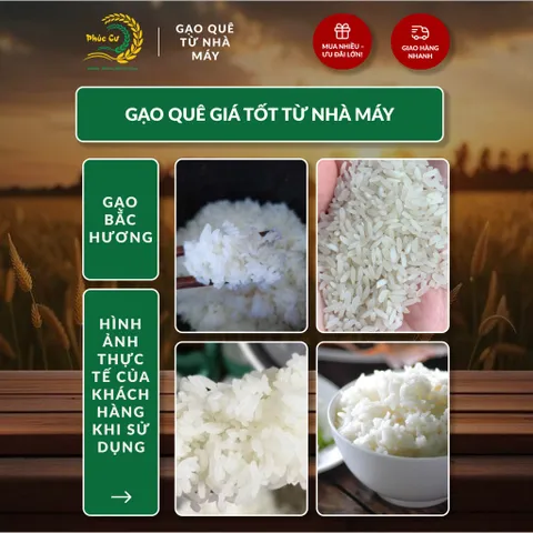 Gạo Phúc Cư | 50KG Gạo Bắc Hương Vụ Mới (LOẠI NGON) Hạt Dài Cơm Mềm Thơm Ngon