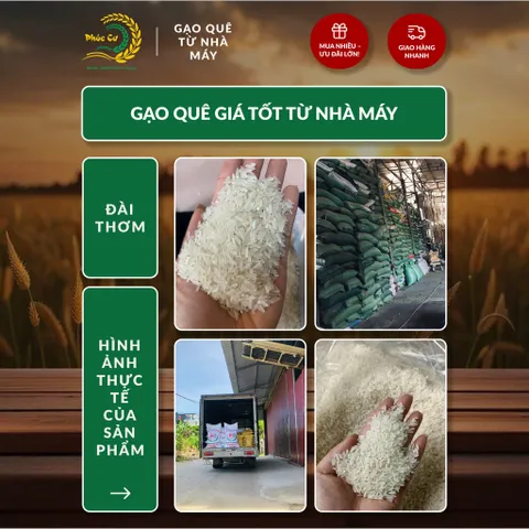 Gạo Phúc Cư | 50KG Gạo Quê Đài Thơm Vụ Mới Xát Mộc (LOẠI NGON) Hạt Dài Cơm Mềm Thơm Ngon