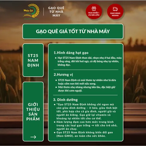 Gạo Phúc Cư | 20KG Gạo ST25 Nam Định Đậm Vị Cơm Mềm Thơm Ngon Giá Sỉ Nhà Máy