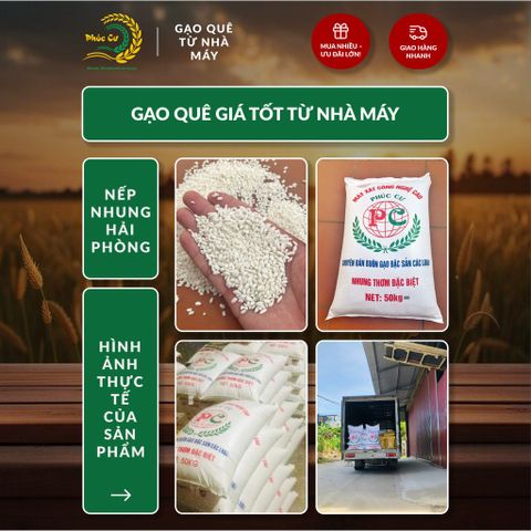 Gạo Phúc Cư | 40KG Gạo Nếp Nhung Hạt To (NẾP BẮC 4 THÁNG TUỔI) Nấu Xôi Không Bết Làm Bánh Dẻo Ngon