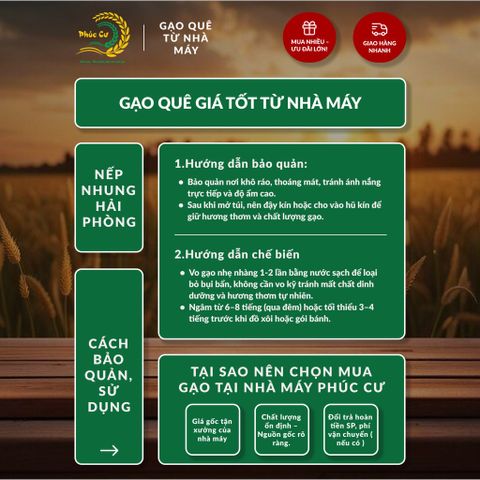 Gạo Phúc Cư | 40KG Gạo Nếp Nhung Hạt To (NẾP BẮC 4 THÁNG TUỔI) Nấu Xôi Không Bết Làm Bánh Dẻo Ngon