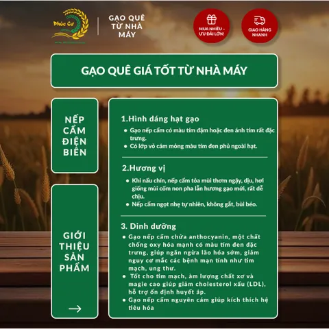 Gạo Phúc Cư | 20KG Gạo Nếp Cẩm Điện Biên Đặc Sản Dẻo Thơm Nấu Xôi Sữa Chua Thơm Ngon