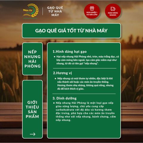 Gạo Phúc Cư | 60KG Gạo Nếp Nhung Hạt To (NẾP BẮC 4 THÁNG TUỔI) Nấu Xôi Không Bết Làm Bánh Dẻo Ngon