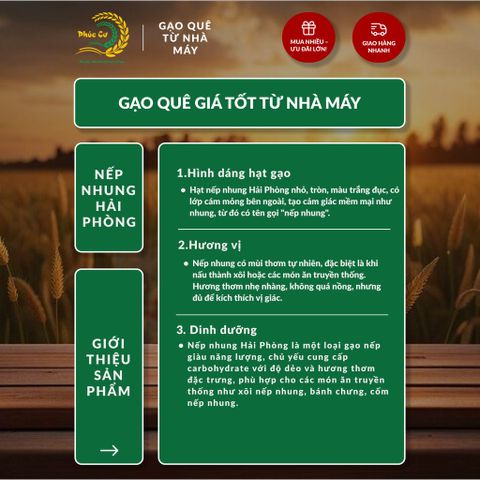 Gạo Phúc Cư | 50KG Gạo Nếp Nhung Hạt To (NẾP BẮC 4 THÁNG TUỔI) Nấu Xôi Không Bết Làm Bánh Dẻo Ngon