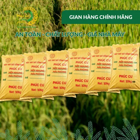 Gạo Phúc Cư | 60KG Gạo Nếp Nhung Hạt To (NẾP BẮC 4 THÁNG TUỔI) Nấu Xôi Không Bết Làm Bánh Dẻo Ngon
