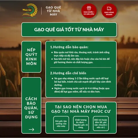 Gạo Phúc Cư | 50KG Gạo Nếp Quýt Kinh Môn 6 Tháng Tuổi (Nếp Cái Hoa Vàng) Hạt To Tròn Nấu Xôi Làm Bánh