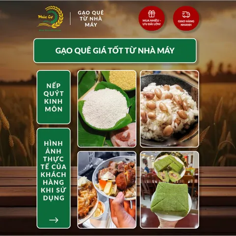 Gạo Phúc Cư | 30KG Gạo Nếp Quýt Kinh Môn 6 Tháng Tuổi (Nếp Cái Hoa Vàng) Hạt To Tròn Nấu Xôi Làm Bánh