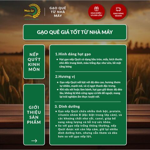 Gạo Phúc Cư | 30KG Gạo Nếp Quýt Kinh Môn 6 Tháng Tuổi (Nếp Cái Hoa Vàng) Hạt To Tròn Nấu Xôi Làm Bánh