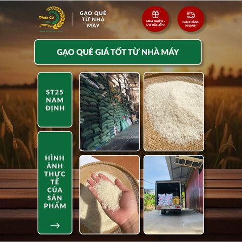 Gạo Phúc Cư | 5KG Gạo ST25 Nam Định Chính Gốc Dẻo Thơm Đặc Sản Hạt Dài Trắng Trong Cơm Ngon