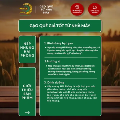 Gạo Phúc Cư | 5KG Gạo Nếp Nhung Hạt To (NẾP BẮC 4 THÁNG TUỔI) Nấu Xôi Không Bết Làm Bánh Dẻo Ngon