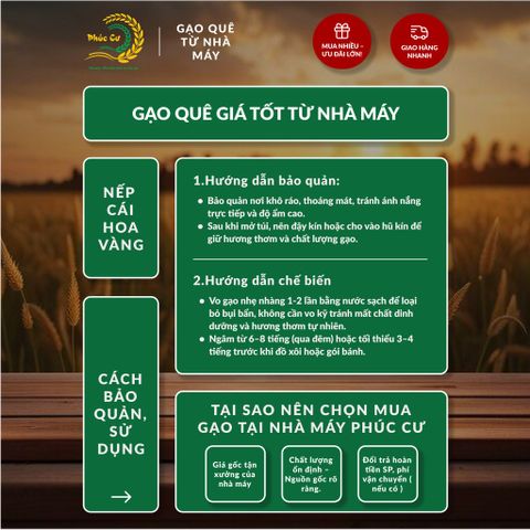 Gạo Phúc Cư | 40KG Gạo Nếp Cái Hoa Vàng (NẾP BẮC 3,5 THÁNG TUỔI) Dẻo Thơm Chuẩn Gạo Quê Nấu Xôi Làm Bánh