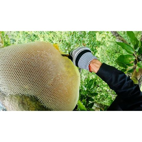 Combo: 1/2lít mật + 1/2 kg tinh bột nghệ