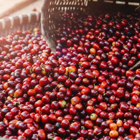 Cà phê ARABICA Long King pha phin truyền thống - 0.5kg Coffee - Gu mạnh vị đậm