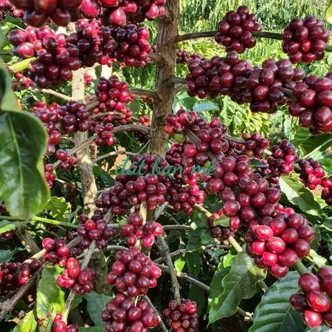 Cà phê thượng hạng moka ban mê thuột Gu mạnh vị đậm (500gr) rang xay pha phin siêu ngon