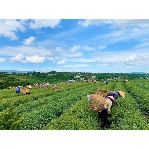 [Gói 100g] Trà Ô Long Kim Tuyên Thượng Hạng – Hương Thơm Thanh Nhã, Vị Ngọt Hậu Lưu Dài, Chuẩn Xuất Khẩu