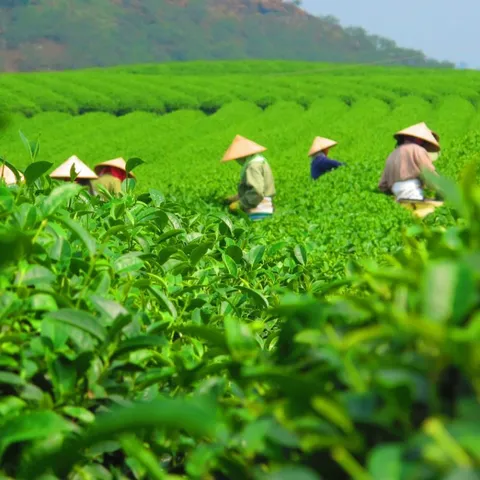 Chè Xanh Bảo Lộc Lâm Đồng, Trà Ô Long Hút Chân Không Túi 100gr, Thơm ngon hậu ngọt thanh