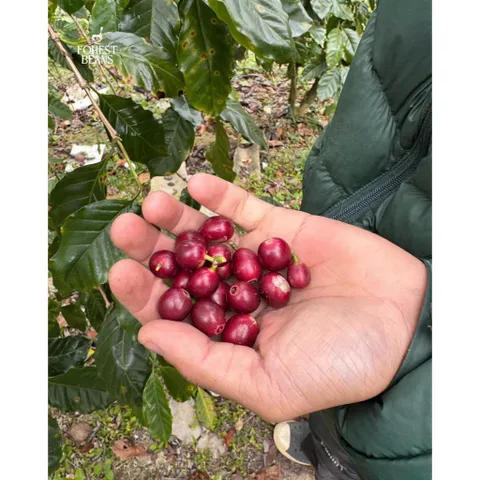 Cà Phê Chồn Nâu Thượng Hạng 500g - Coffee Pha Phin Truyền Thống Gu Vừa Vị Thanh