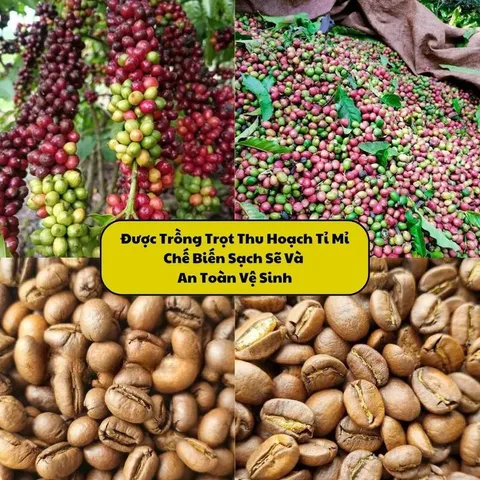 (Combo 2 Túi) Cà Phê Chồn Nâu Di Linh Pro - Gu cafe Đen Đá Sánh Đậm, Béo Thơm Nộng Đậm Vị