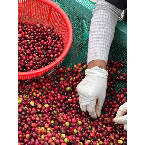 Cà Phê Chồn Nâu Thượng Hạng 500g - Coffee Pha Phin Truyền Thống Gu Vừa Vị Thanh