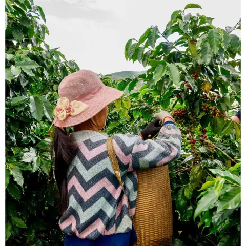 Cà Phê Chồn Nâu Thượng Hạng 500g - Coffee Pha Phin Truyền Thống Gu Vừa Vị Thanh
