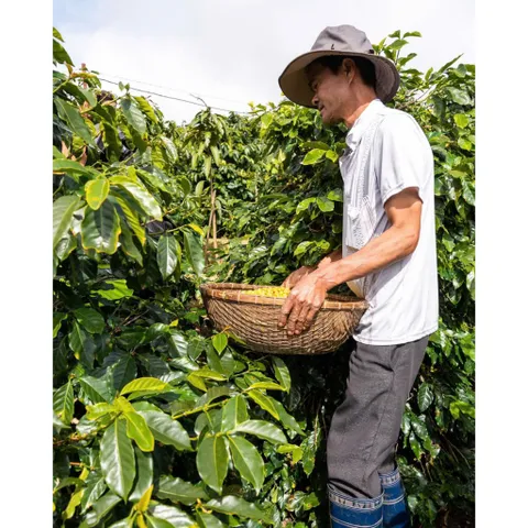 Cà Phê Đen Đá Chồn Nâu Đông Á 500g, Gu Đậm Đen Mạnh Đắng Béo Thơm