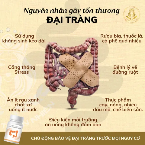 Lacttocol Max CHÍNH HÃNG - Hỗ trợ đại tràng, Giảm rối loạn tiêu hóa, viêm đại tràng co thắt. Tăng cường đề kháng(Hộp 30 viên)