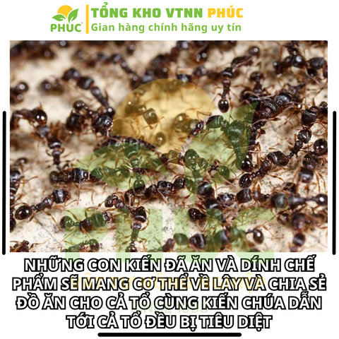 [SIÊU HIỆU QUẢ] COMBO 10 gói REGENT (gói 1.6g) DATE MỚI NHẤT, Chế phẩm diệt côn trùng đa năng diệt sạch Kiến, Gián, Muỗi, Bọ Chét, Mạt Gà, Mối, Rầy, Rệp, Bọ Trĩ, Sâu Kháng