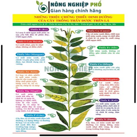 Phân Bón SIÊU VI LƯỢNG COMBI Công Nghệ Mỹ Multiagro - Hữu Cơ CẢI TIẾN MỚI Tốt Hơn, Mạnh Hơn, Cung Cấp Dinh Dưỡng Cho Cây
