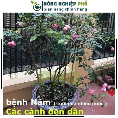 Thuốc Trừ Nấm Bệnh Thối Rễ Thán Thư Chết Nhanh Đốm Lá Cây Trồng, Hoa, Cây Kiểng Multiagro Ridomil Gold 68WP (Gói 100g)Th