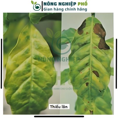 [KHUYỄN MÃI] Phân Supe Lân Lâm Thao Giúp Cây Phát Triển Bộ Rễ, Hình Thành Mầm Hoa, Đẻ Nhánh, Xanh, Dày Lá- Túi 1Kg