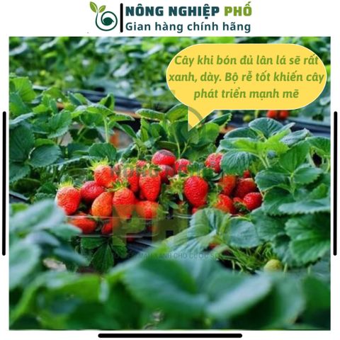 [KHUYỄN MÃI] Phân Supe Lân Lâm Thao Giúp Cây Phát Triển Bộ Rễ, Hình Thành Mầm Hoa, Đẻ Nhánh, Xanh, Dày Lá- Túi 1Kg