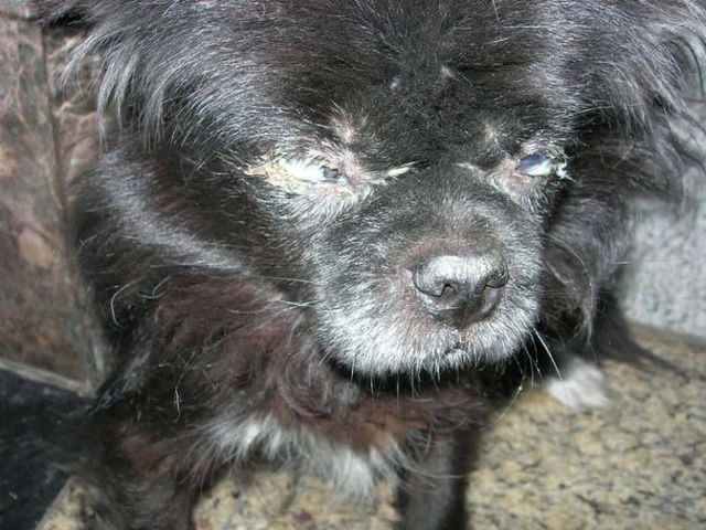LT Bệnh care - Ca rê ở chó  - sài sốt - Canine Distemper Virus (CDV)
