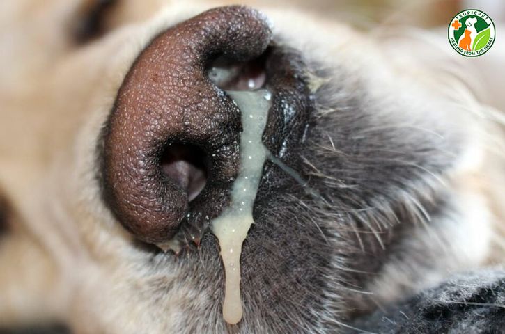 LT Bệnh care - Ca rê ở chó  - sài sốt - Canine Distemper Virus (CDV)