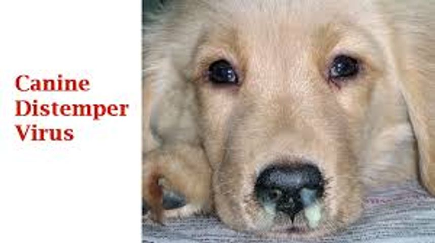 LT Bệnh care - Ca rê ở chó  - sài sốt - Canine Distemper Virus (CDV)
