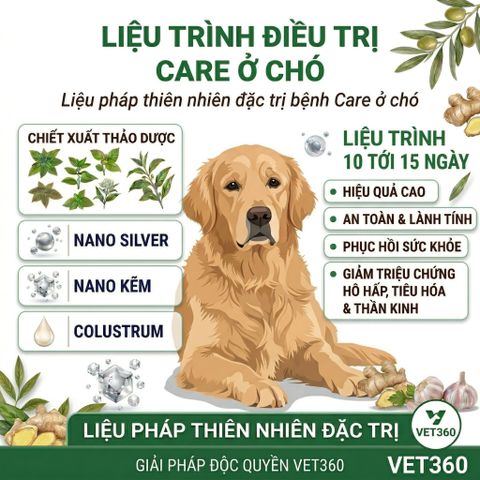 LT Bệnh care - Ca rê ở chó  - sài sốt - Canine Distemper Virus (CDV)