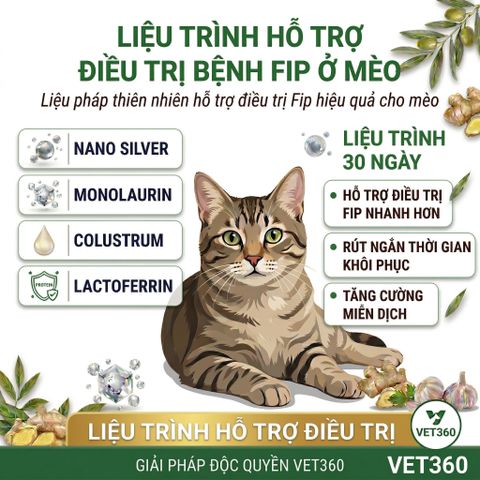 Giải Pháp Hỗ Trợ Mèo Bị FIP - VET360 - Điều Trị Viêm Phúc Mạc Mèo Giá Rẻ, An Toàn và Hiệu Quả