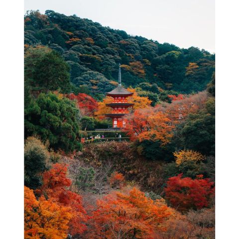 Hương Kyonishiki/Kyoto Autumn Leaves Hộp 150 que tặng đế cắm hương