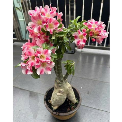 Hạt giống hoa sứ kép Thái Lan màu hồng phấn giống sứ sa mạc 5 cánh – Bịch 10 hạt – Mã số 2115