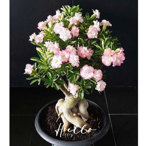 Hạt giống hoa sứ Sa mạc màu trắng tuyết viền hồng phấn cánh to – Bịch 10 hạt – Mã số 2108