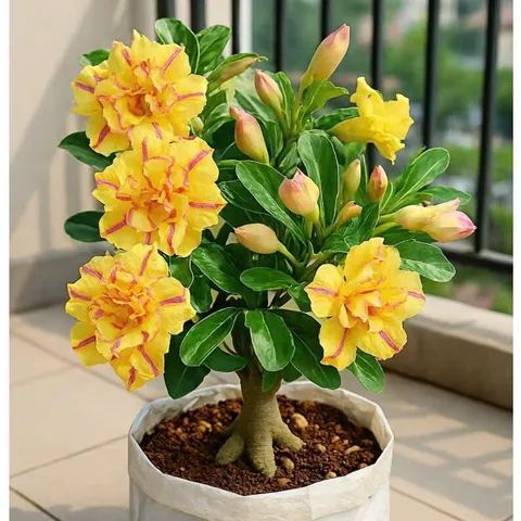 Hạt giống hoa sứ kép Thái Lan màu vàng cánh mỏng nhiều tầng – Bịch 10 hạt – Mã số 2073