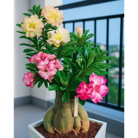 Hạt giống hoa sứ Tawain màu vàng – Bịch 10 hạt – Mã số 2071
