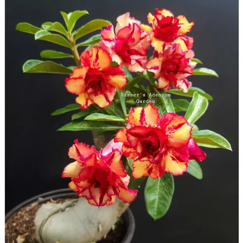 Hạt giống hoa sứ sa mạc kép Taiwan đuôi phụng màu vàng viền đỏ lửa - Bịch 10 hạt - Mã số 2069