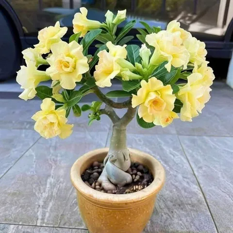Hạt giống hoa sứ Thái Lan màu vàng chanh cánh to nhiều tầng - Bịch 10 hạt - Mã số 2062