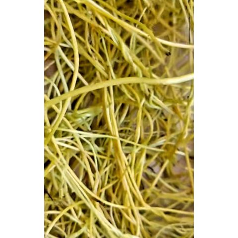 Dây tơ hồng tươi 500gr. khách đặt mới hái.