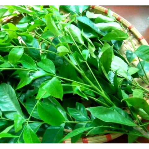 Lá Mắc Mật Tươi 1kg. Khách đặt mới hái