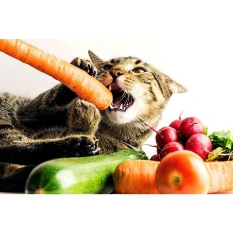 Hạt Cho Mèo WinCat - Thức Ăn Cho Mèo Bầu - Hạt Dinh Dưỡng Cho Mèo Đang Mang Thai Nuôi Con Túi 800g
