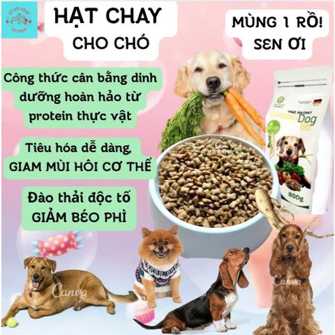 Thức Ăn Chay Cho Chó Ginseng Dog 86 túi 800g - Hạt Cho Chó WinDog Từ Rau Củ Quả - Thức Ăn Cho Chó Dinh Dưỡng Từ Thực Vật